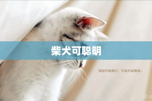 柴犬可聰明