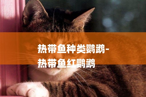 熱帶魚種類鸚鵡-
熱帶魚紅鸚鵡