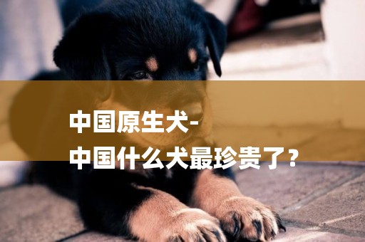 中國原生犬-
中國什么犬最珍貴了？
