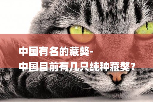 中國有名的藏獒-
中國目前有幾只純種藏獒？