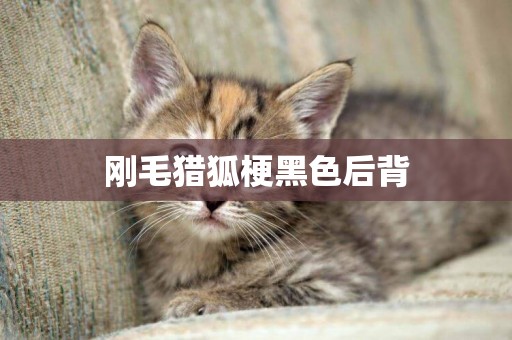 剛毛獵狐梗黑色后背