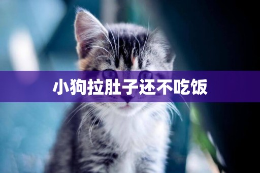 小狗拉肚子還不吃飯