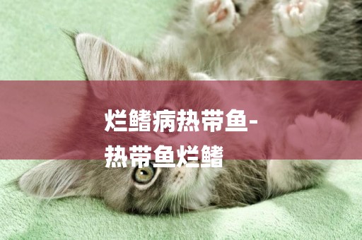 爛鰭病熱帶魚-
熱帶魚爛鰭