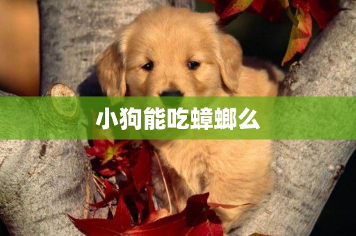 小狗能吃蟑螂么