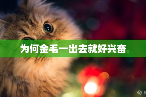 為何金毛一出去就好興奮