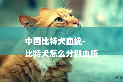 中國比特犬血統-
比特犬怎么分別血統