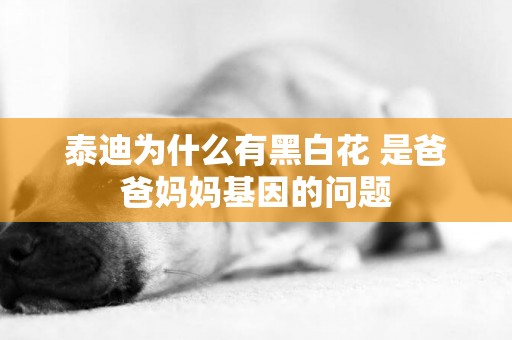 泰迪為什么有黑白花 是爸爸媽媽基因的問題