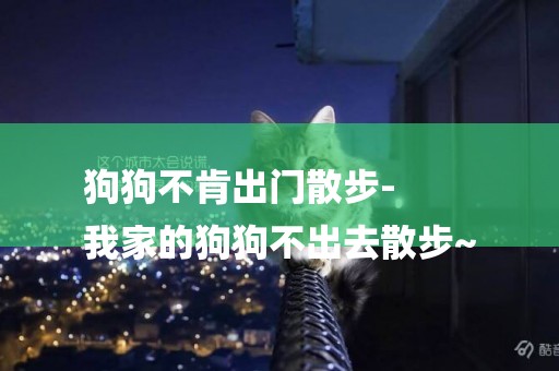 狗狗不肯出門散步-
我家的狗狗不出去散步~