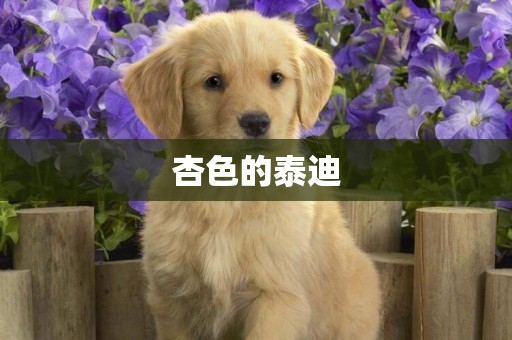 杏色的泰迪