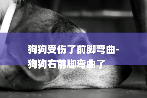 狗狗受傷了前腳彎曲-
狗狗右前腳彎曲了