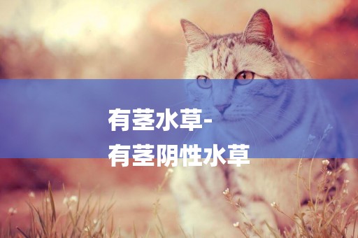 有莖水草-
有莖陰性水草