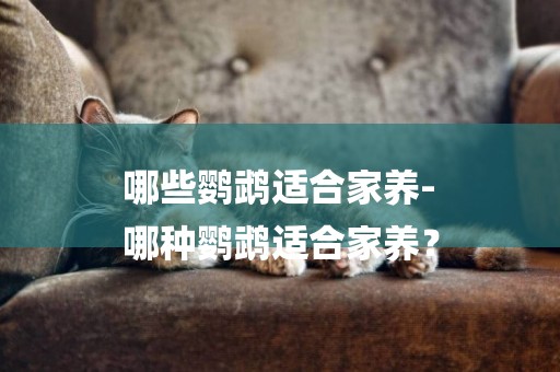 哪些鸚鵡適合家養-
哪種鸚鵡適合家養？
