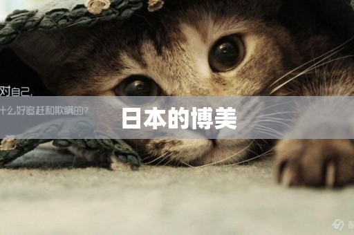 日本的博美