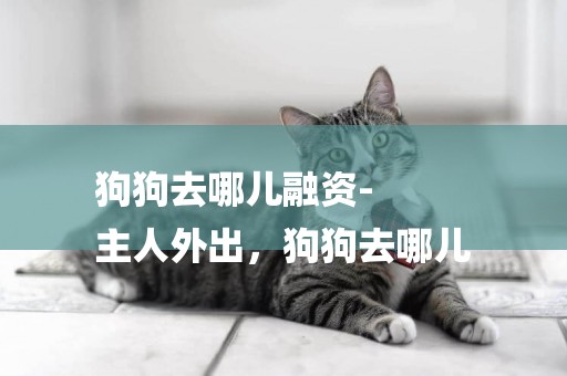 狗狗去哪兒融資-
主人外出，狗狗去哪兒
