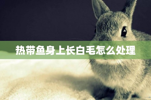 熱帶魚身上長白毛怎么處理