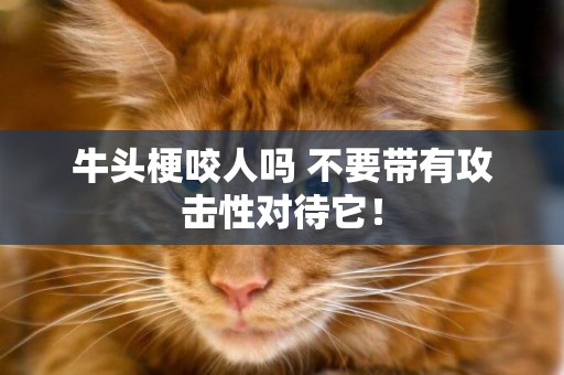 牛頭梗咬人嗎 不要帶有攻擊性對待它！