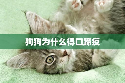 狗狗為什么得口蹄疫