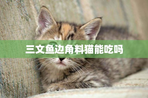 三文魚邊角料貓能吃嗎