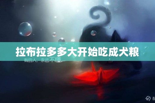 拉布拉多多大開始吃成犬糧