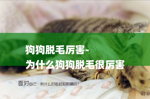 狗狗脫毛厲害-
為什么狗狗脫毛很厲害