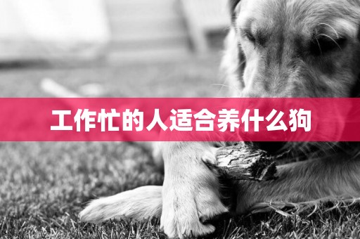 工作忙的人適合養什么狗