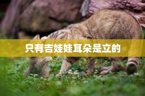 只有吉娃娃耳朵是立的