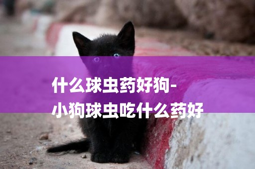 什么球蟲藥好狗-
小狗球蟲吃什么藥好