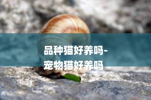 品種貓好養嗎-
寵物貓好養嗎