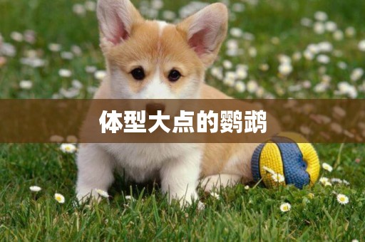 體型大點的鸚鵡