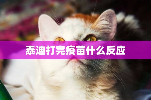 泰迪打完疫苗什么反應