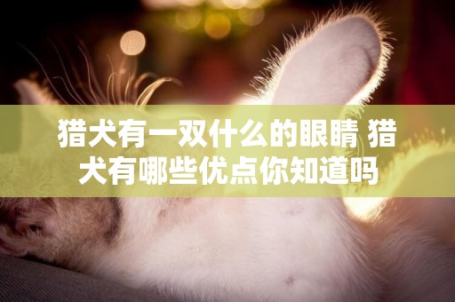 獵犬有一雙什么的眼睛 獵犬有哪些優點你知道嗎