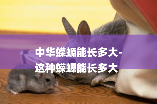中華蠑螈能長多大-
這種蠑螈能長多大