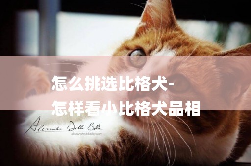 怎么挑選比格犬-
怎樣看小比格犬品相
