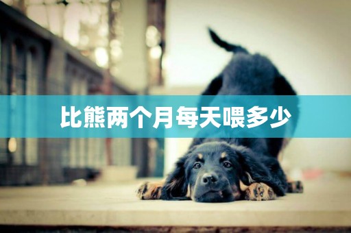 比熊兩個月每天喂多少