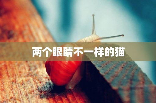 兩個眼睛不一樣的貓