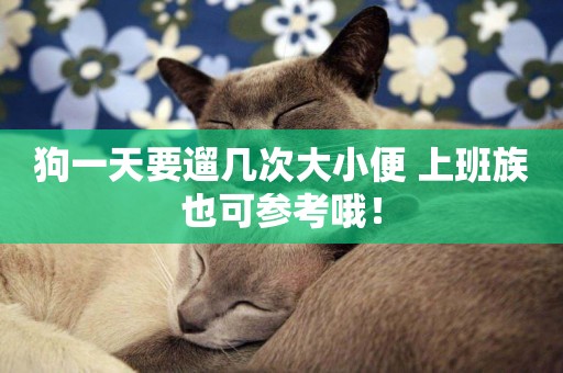 狗一天要遛幾次大小便 上班族也可參考哦！