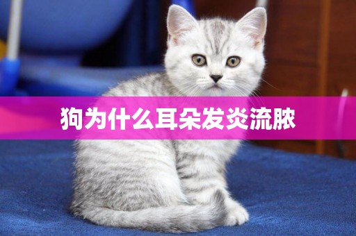 狗為什么耳朵發炎流膿