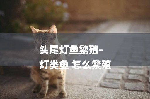 頭尾燈魚繁殖-
燈類魚 怎么繁殖