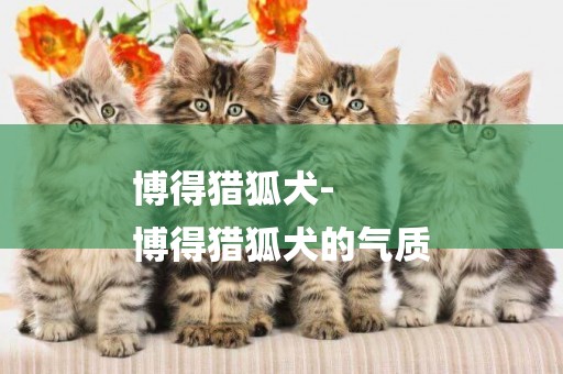 博得獵狐犬-
博得獵狐犬的氣質