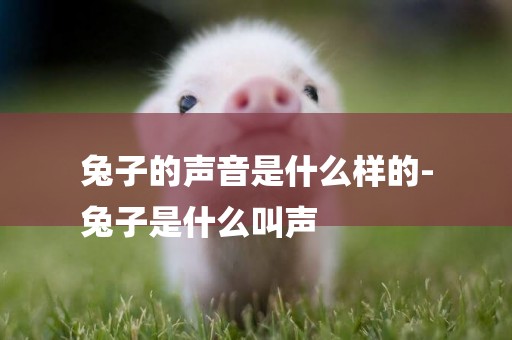 兔子的聲音是什么樣的-
兔子是什么叫聲