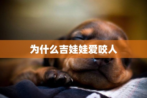 為什么吉娃娃愛咬人