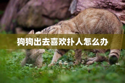 狗狗出去喜歡撲人怎么辦