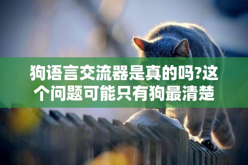 狗語言交流器是真的嗎?這個問題可能只有狗最清楚