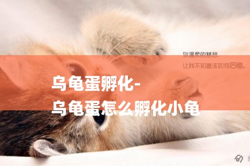 烏龜蛋孵化-
烏龜蛋怎么孵化小龜