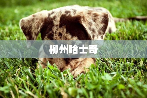 柳州哈士奇