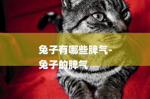兔子有哪些脾氣-
兔子的脾氣