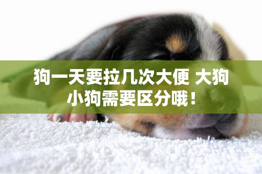 狗一天要拉幾次大便 大狗小狗需要區分哦！