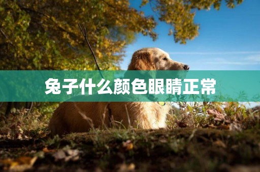 兔子什么顏色眼睛正常