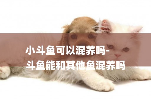 小斗魚可以混養嗎-
斗魚能和其他魚混養嗎