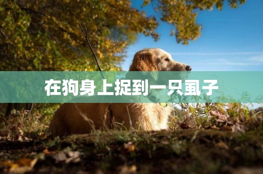 在狗身上捉到一只虱子